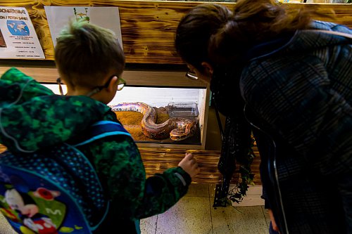 Tarantule, șerpi și alte specii de reptile, expuse în Iulius Mall Suceava, până pe 8 iunie