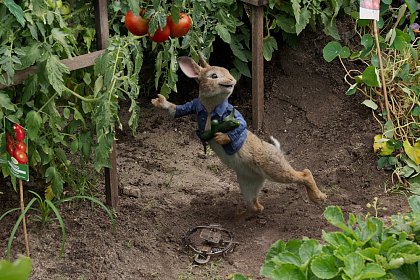 Peter Rabbit